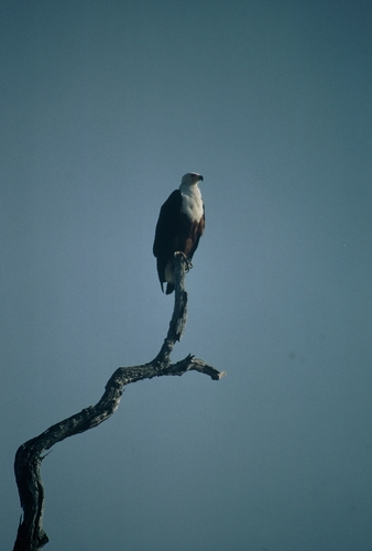 African Fish-Eagle