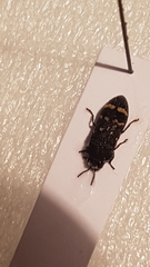 Acmaeoderella flavofasciata
