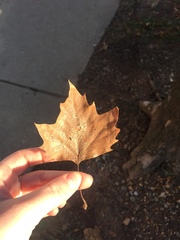 Platanus × hispanica