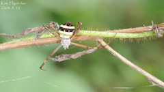 Argiope minuta
