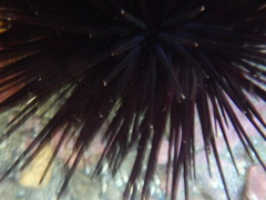 Centrostephanus rodgersii