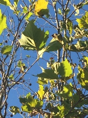 Platanus × hispanica