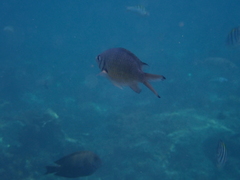 Chromis weberi