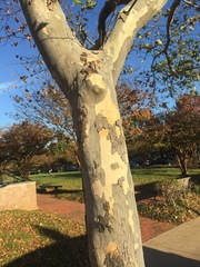 Platanus × hispanica