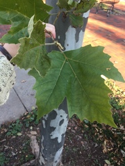 Platanus × hispanica