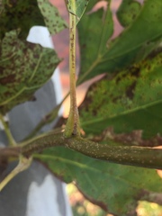 Platanus × hispanica