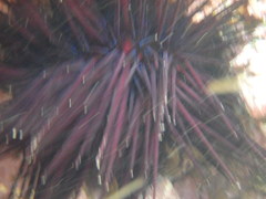 Centrostephanus rodgersii