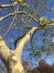 Platanus × hispanica