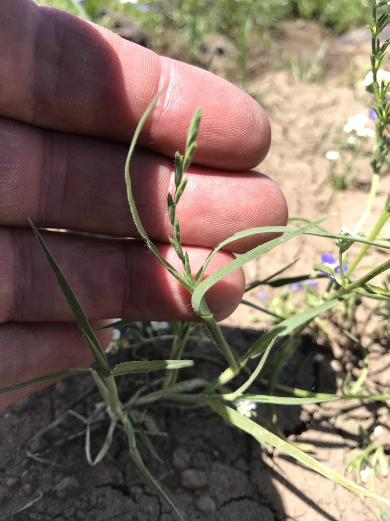 slender orcutt grass in May 2023 by Scott Yarger · iNaturalist