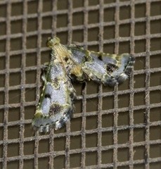 Arescoptera haplocala