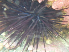Centrostephanus rodgersii
