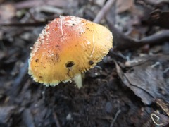 Amanita xanthocephala