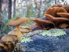 Armillaria luteobubalina