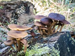 Armillaria luteobubalina