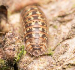 Armadillidium pictum