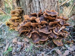 Armillaria luteobubalina