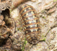 Armadillidium pictum