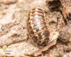Armadillidium pictum