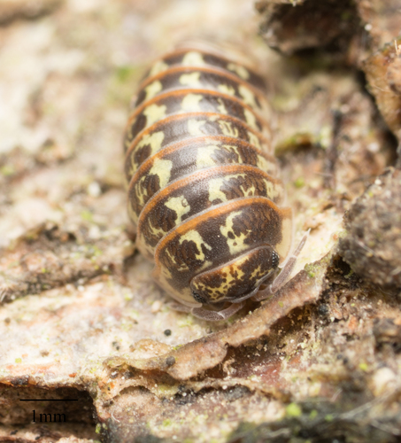 Armadillidium pictum
