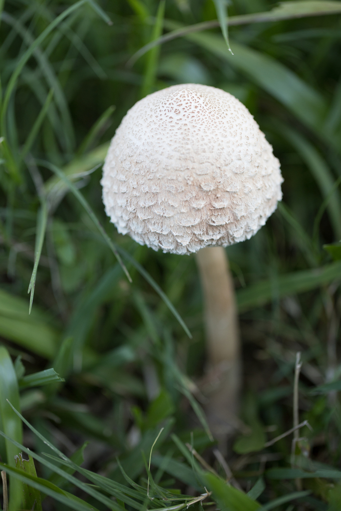 Macrolepiota bonaerensis · May 2023 · photo: © ftsautter (iNaturalist, cc0)