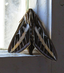 Hyles lineata