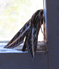 Hyles lineata