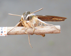 Hyles lineata