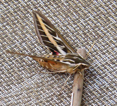 Hyles lineata