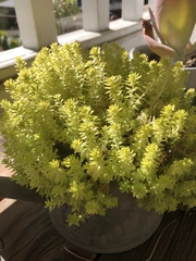 Sedum japonicum