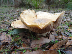 Cortinarius sublargus