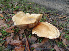 Cortinarius sublargus