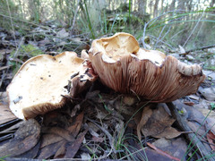 Cortinarius sublargus