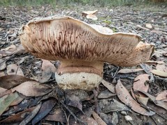 Cortinarius sublargus