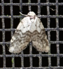 Thallarcha leptographa