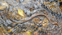 Gloydius ussuriensis