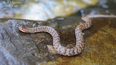 Gloydius ussuriensis