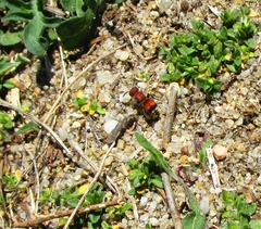 Pseudomethoca simillima