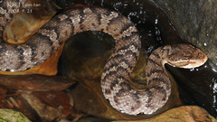 Gloydius ussuriensis