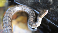 Gloydius ussuriensis