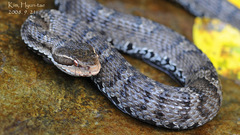 Gloydius ussuriensis