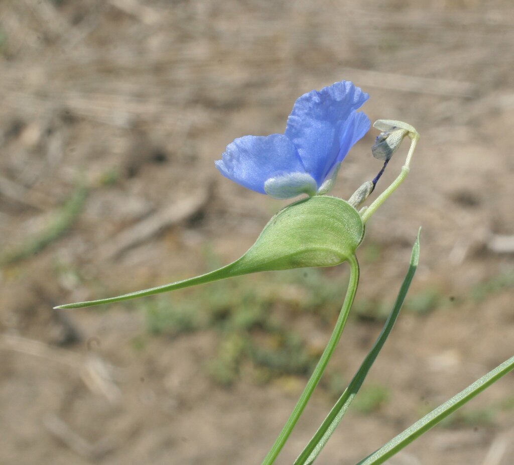 Commelina reticulata