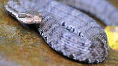 Gloydius ussuriensis