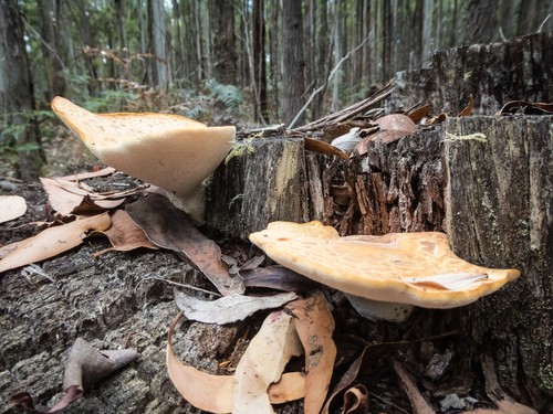 Neolentiporus image