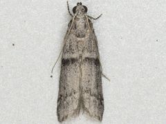 Vitula insula