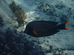 Acanthurus pyroferus