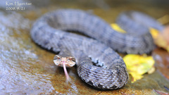 Gloydius ussuriensis