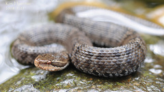 Gloydius ussuriensis