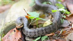 Gloydius ussuriensis