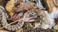 Gloydius ussuriensis