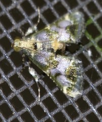 Arescoptera haplocala